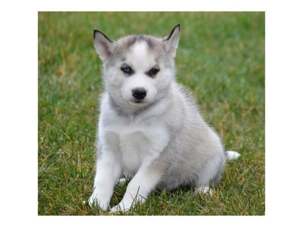 Siberian Husky DOG Male Agouti / White 4983 Petland Montgomery, Alabama