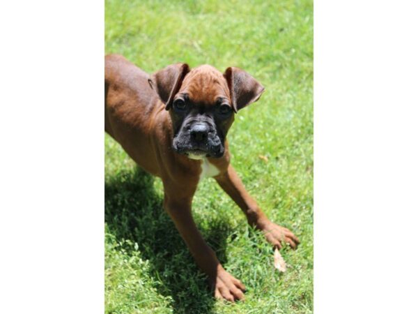 Boxer-DOG-Male-Mahogany-4977-Petland Montgomery, Alabama