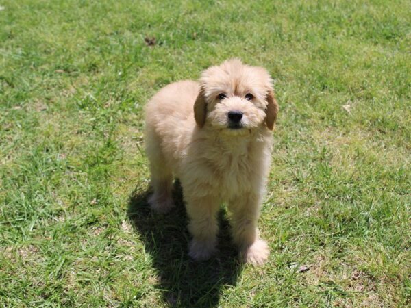 Goldendoodle Mini DOG Male Golden 4975 Petland Montgomery, Alabama