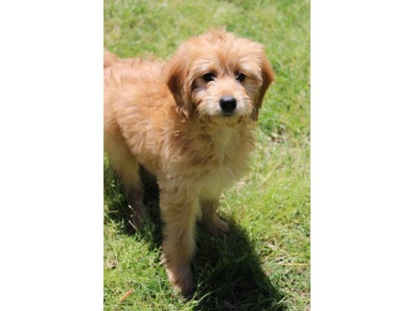 Goldendoodle Mini DOG Female Golden 4974 Petland Montgomery, Alabama