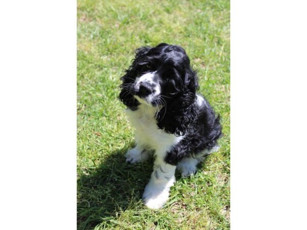 Cocker Spaniel DOG Male Black 4976 Petland Montgomery, Alabama