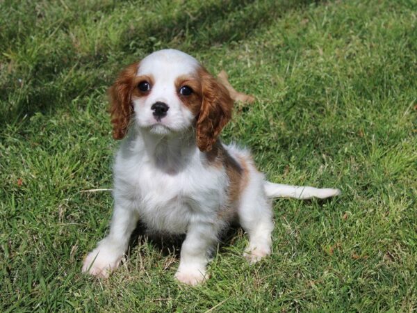 Cavalier King Charles DOG Female BHEIM 4984 Petland Montgomery, Alabama