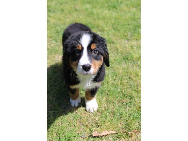 Bernese Mountain Dog DOG Female Black Tan / White 4986 Petland Montgomery, Alabama