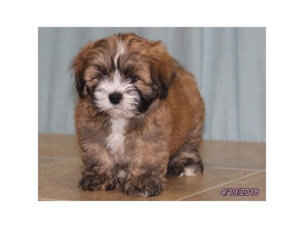 Lhasa Apso DOG Male Red 4989 Petland Montgomery, Alabama