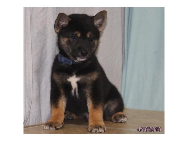 Shiba Inu-DOG-Male-Black / Tan-4992-Petland Montgomery, Alabama