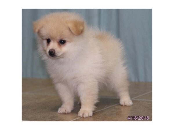 Pomeranian DOG Male Cream 4993 Petland Montgomery, Alabama