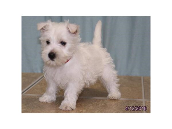 West Highland White Terrier DOG Female White 4994 Petland Montgomery, Alabama