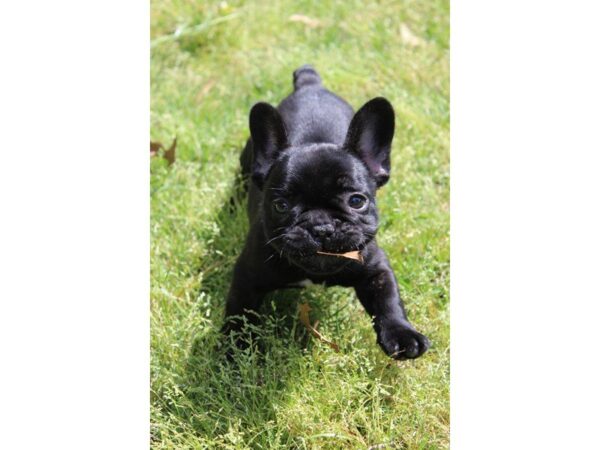 French Bulldog DOG Female Black 4997 Petland Montgomery, Alabama