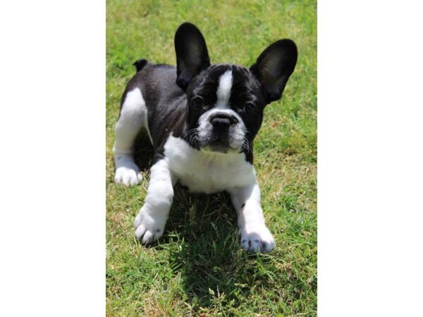 French Bulldog-DOG-Male-BLACK PIE-4998-Petland Montgomery, Alabama
