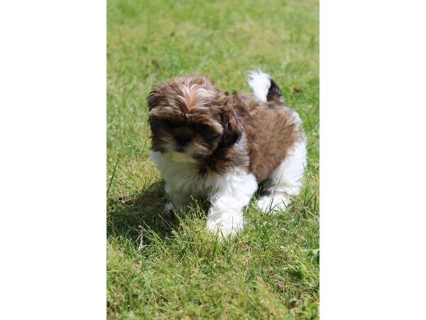 Shih Tzu DOG Male brindle/white 4995 Petland Montgomery, Alabama