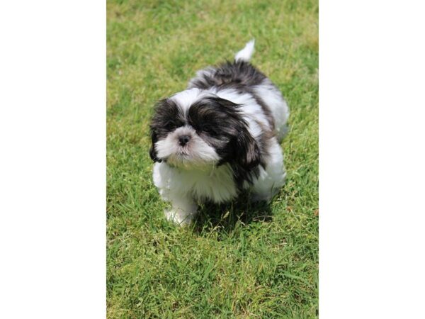 Shih Tzu-DOG-Male-brindle/white-4996-Petland Montgomery, Alabama