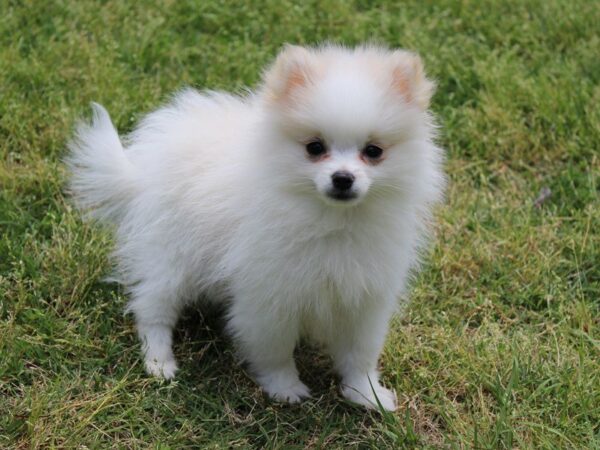 Pomeranian DOG Male Cream 4990 Petland Montgomery, Alabama