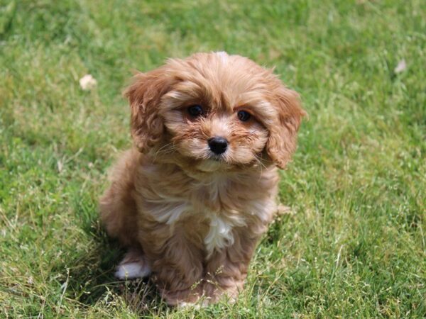 Cavachon DOG Male Apricot 4991 Petland Montgomery, Alabama