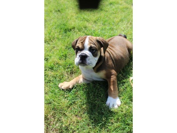 Bulldog DOG Male Sable 4985 Petland Montgomery, Alabama