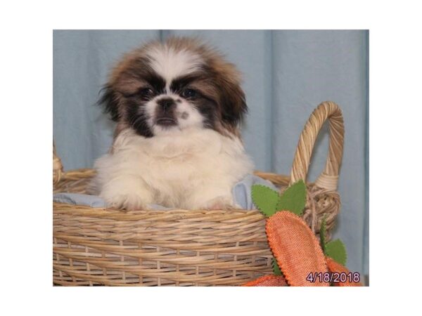 Pekingese-DOG-Female-Red Sable-4999-Petland Montgomery, Alabama