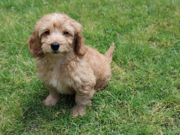 Goldendoodle Mini DOG Male Golden 5000 Petland Montgomery, Alabama