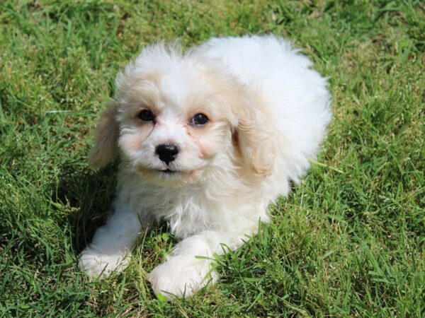 Cavachon DOG Male White w/ tan markings 5001 Petland Montgomery, Alabama