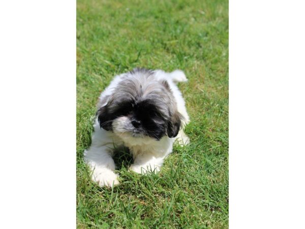 Lhasa Apso DOG Female 5003 Petland Montgomery, Alabama