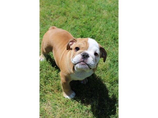 English Bulldog-DOG-Male-RED/WHITE-5002-Petland Montgomery, Alabama