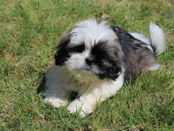 Lhasa Apso DOG Male 5004 Petland Montgomery, Alabama