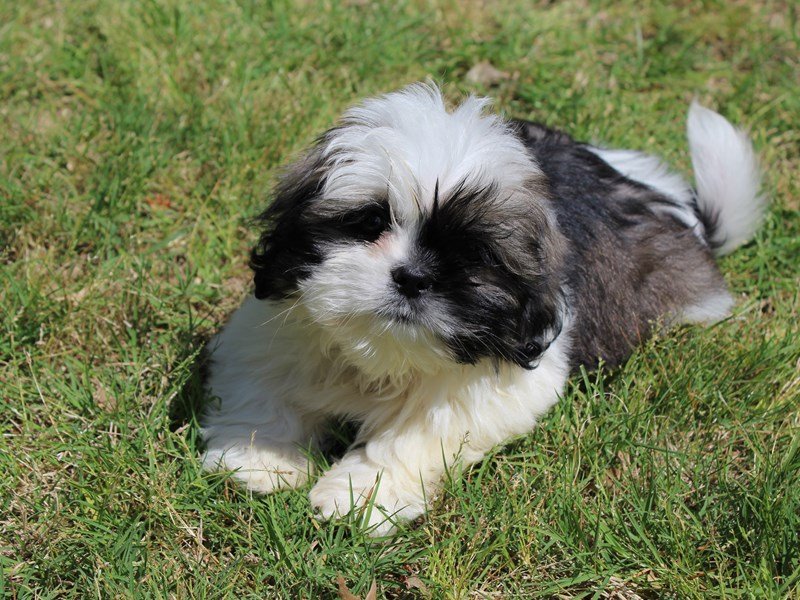 Lhasa Apso Puppy ID:5004 Located at Petland Montgomery, Alabama
