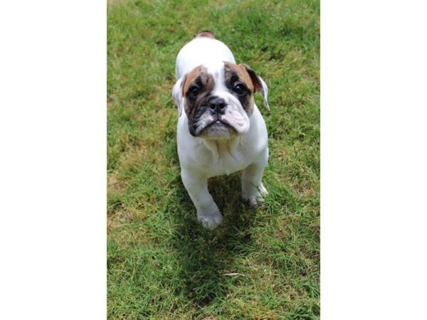 Bulldog DOG Male White / Brindle 4987 Petland Montgomery, Alabama