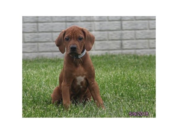 Rhodesian Ridgeback-DOG-Male-Red Wheaten-5005-Petland Montgomery, Alabama