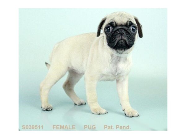 Pug DOG Female fawn 5009 Petland Montgomery, Alabama