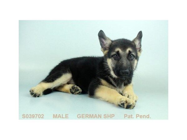 German Shepherd Dog DOG Male BLK & TN 5017 Petland Montgomery, Alabama