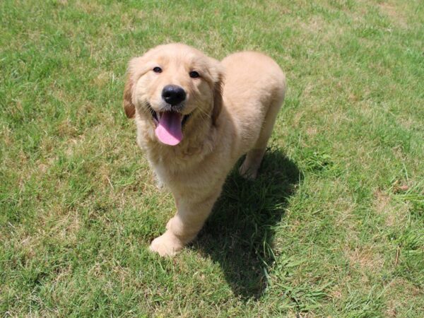 Golden Retriever DOG Female Golden 5008 Petland Montgomery, Alabama