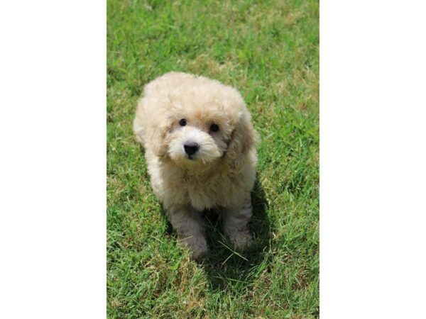 Poodle DOG Male Cream 5007 Petland Montgomery, Alabama