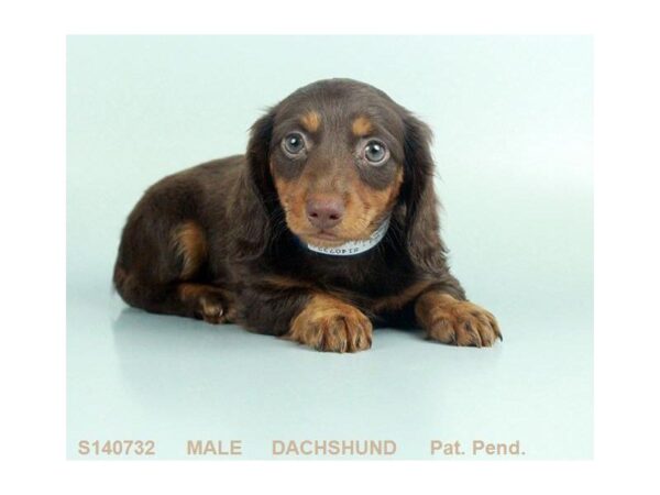 Dachshund DOG Male CHLT & TN 5018 Petland Montgomery, Alabama