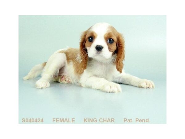 Cavalier King Charles-DOG-Female-BHEIM-5030-Petland Montgomery, Alabama