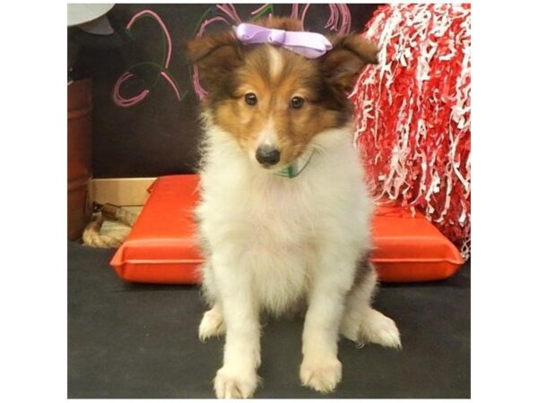 Shetland Sheepdog DOG Female Sable / White 5012 Petland Montgomery, Alabama