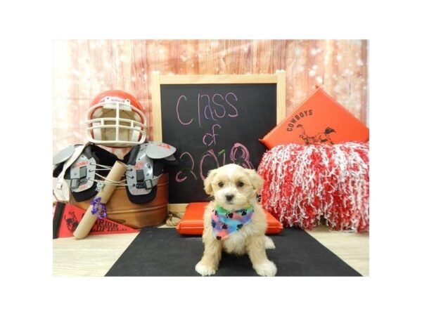 Teddy Bear DOG Male Cream 5014 Petland Montgomery, Alabama