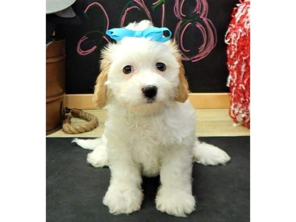 Cavachon-DOG-Female-Blenheim-5015-Petland Montgomery, Alabama