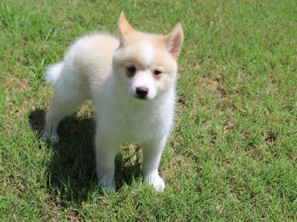 Pomsky DOG Male Cream Sable 5011 Petland Montgomery, Alabama