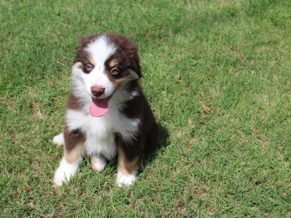 Mini Australian Shepherd DOG Female Red Tri 5021 Petland Montgomery, Alabama