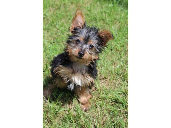 Yorkshire Terrier DOG Female Blue / Gold 5010 Petland Montgomery, Alabama