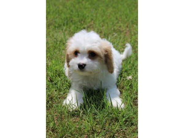 Cavachon-DOG-Male-Blenheim-5016-Petland Montgomery, Alabama