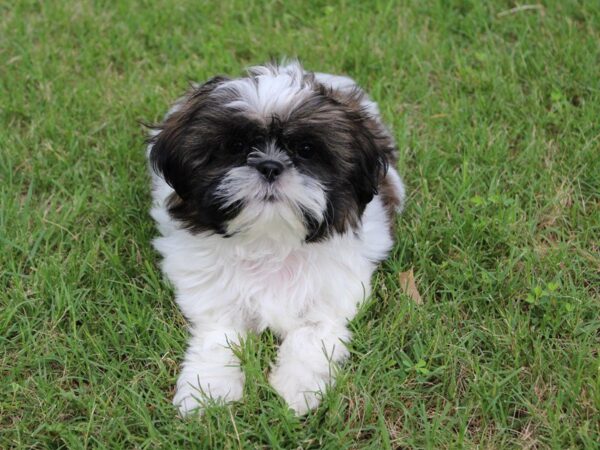 Shih Tzu DOG Male BROWN AND WHITE 5022 Petland Montgomery, Alabama