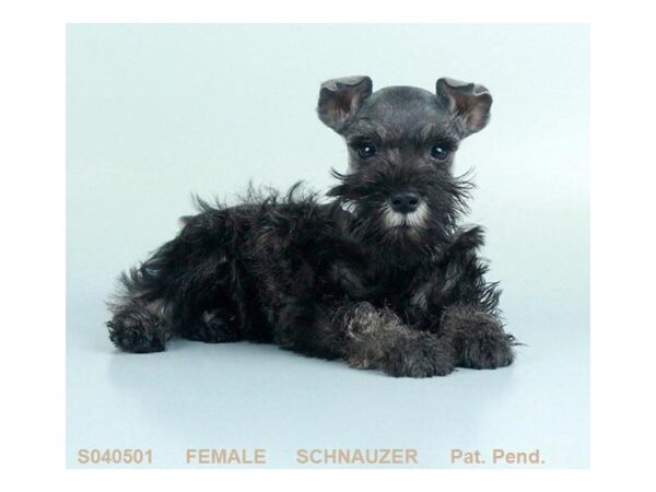 Miniature Schnauzer DOG Female BLK & SLVR 5031 Petland Montgomery, Alabama