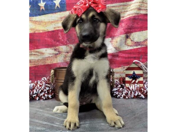 German Shepherd Dog-DOG-Female-Black / Tan-5023-Petland Montgomery, Alabama