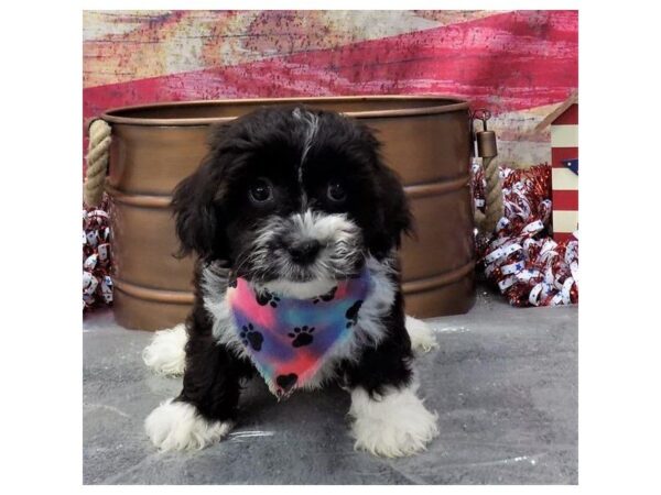 Teddy Bear-DOG-Male-Black Sable-5024-Petland Montgomery, Alabama