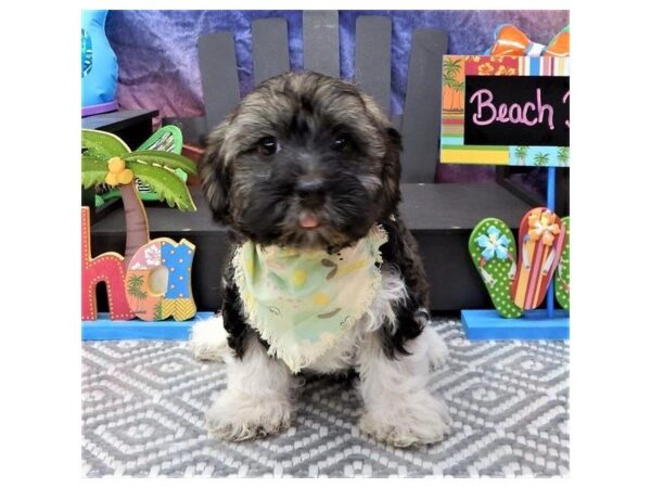 Havanese-DOG-Male-Gold Sable-5033-Petland Montgomery, Alabama