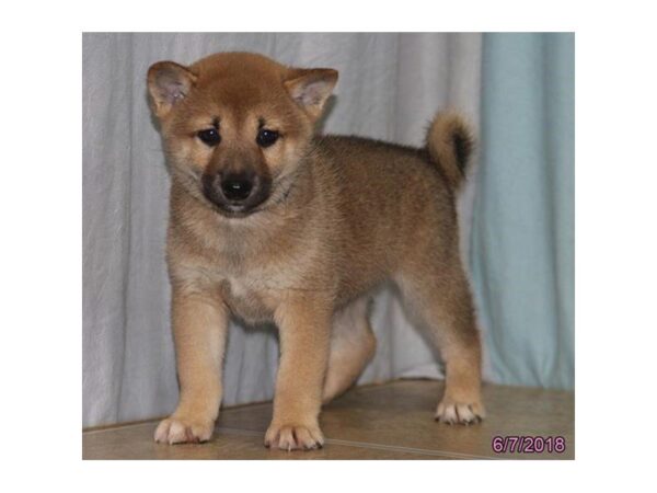 Shiba Inu DOG Male Red Sesame 5040 Petland Montgomery, Alabama