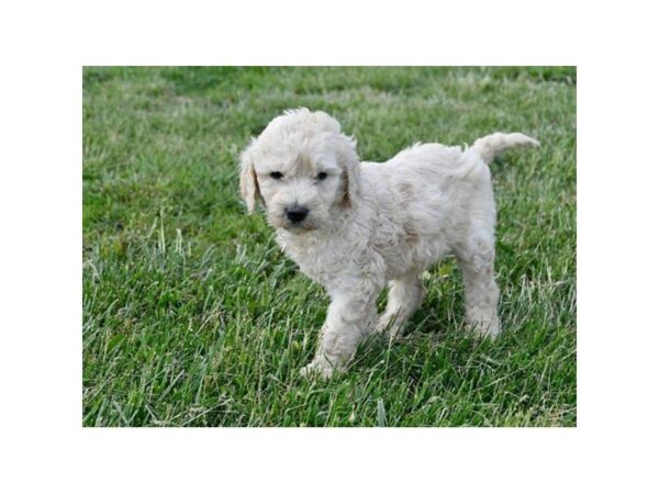 Goldendoodle 2nd Gen DOG Female Light Golden 5042 Petland Montgomery, Alabama