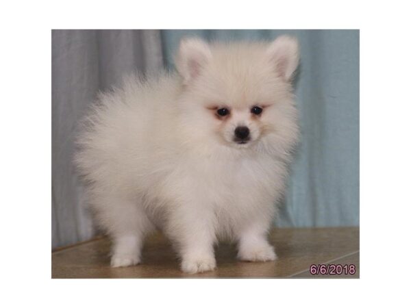 Pomeranian DOG Male Cream 5043 Petland Montgomery, Alabama