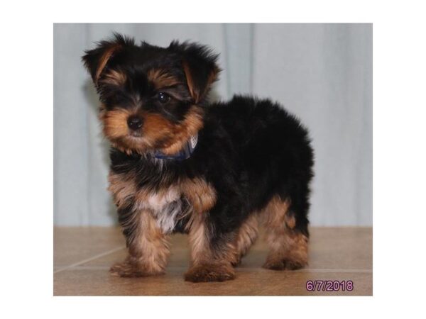 Yorkshire Terrier DOG Male Black / Tan 5045 Petland Montgomery, Alabama