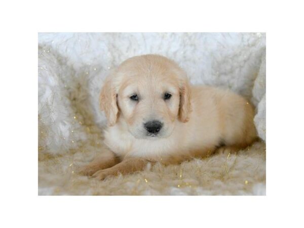 Golden Retriever DOG Male Light Golden 5046 Petland Montgomery, Alabama